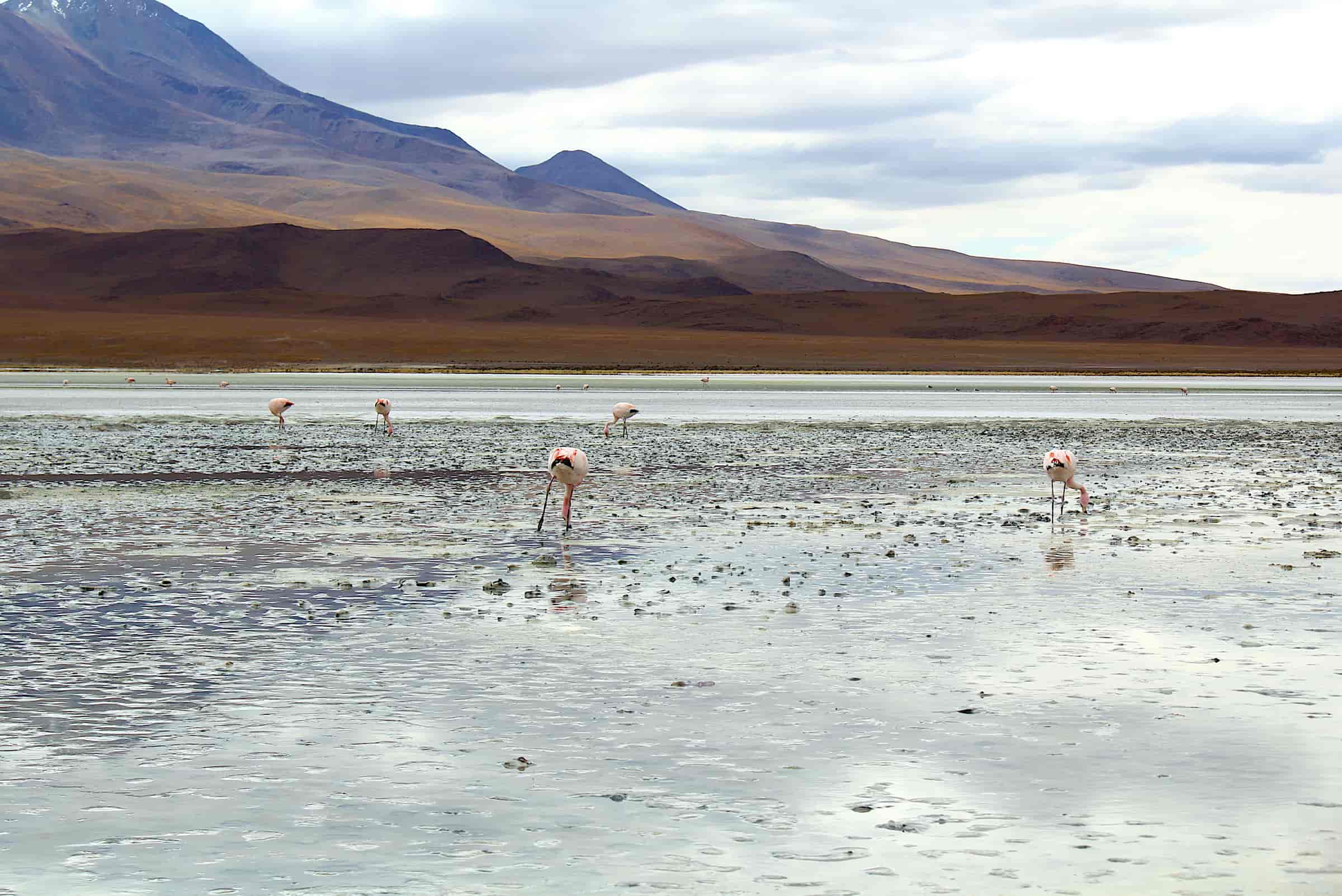Contrasti Naturali Cile & Bolivia