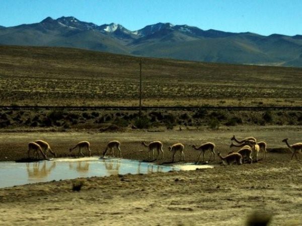 alpaca-Arequipa-1.jpg