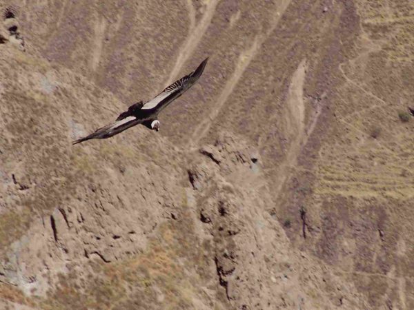 condor.jpg